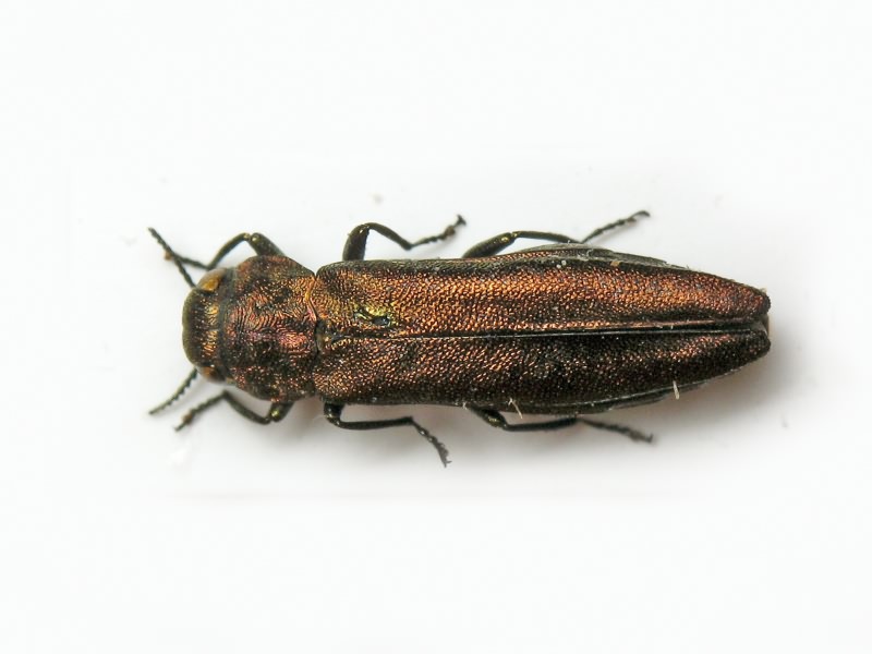 Agrilus lineola lineola L. Redtenbacher, 1849